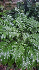 Cnestis polyphylla