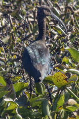 Plegadis falcinellus