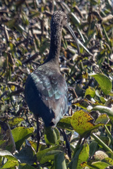 Plegadis falcinellus