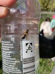 Apis mellifera