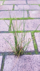 Isolepis cernua