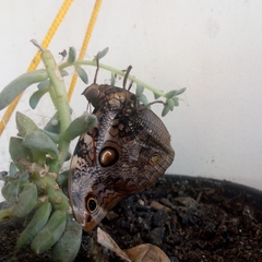Opsiphanes invirae