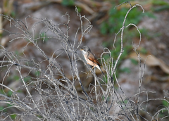 Curruca conspicillata