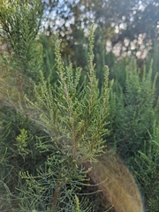 Dicerothamnus rhinocerotis