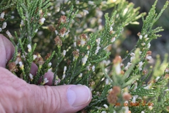 Passerina rigida