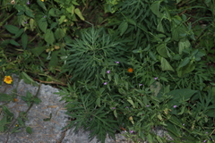 Dicliptera peduncularis