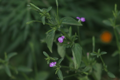 Dicliptera peduncularis