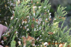 Passerina rigida