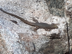 Archaeolacerta bedriagae