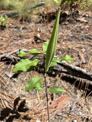 Asclepias tomentosa