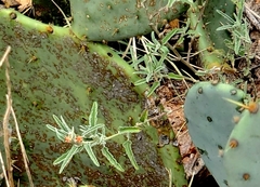 Sphaeralcea angustifolia