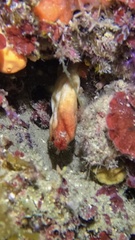 Halocynthia papillosa