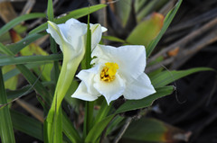 Vellozia pulchra