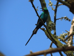 Nectarinia famosa famosa