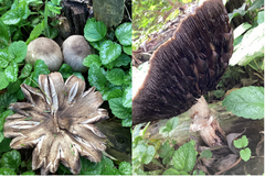 Agaricus deardorffensis