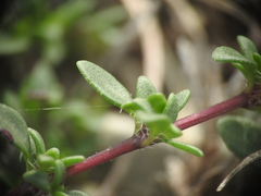 Thymus praecox
