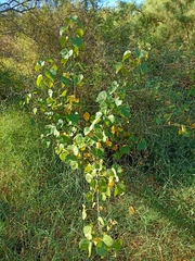 Jatropha cinerea