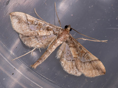 Hydriris ornatalis