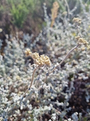 Helichrysum patulum