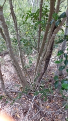 Cyclophyllum coprosmoides