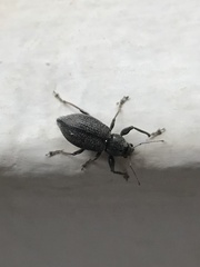 Naupactus