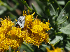 Ponometia candefacta