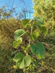 Jatropha cinerea