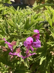 Pelargonium citronellum