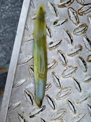 Apodichthys flavidus