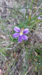 Scaevola ramosissima