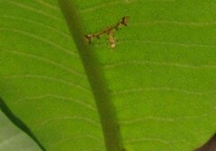 Oxyptilini