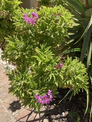 Pelargonium citronellum