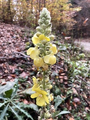 Verbascum densiflorum