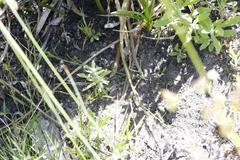 Osmitopsis asteriscoides
