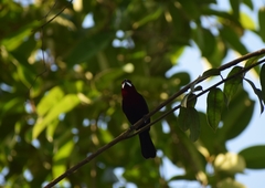 Ramphocelus carbo