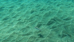 Sphoeroides marmoratus