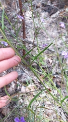 Scaevola ramosissima