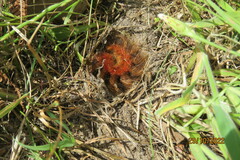 Phyllalia patens