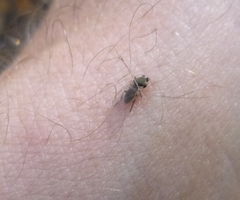 Muscidae