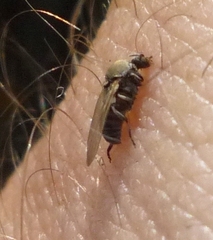 Muscidae