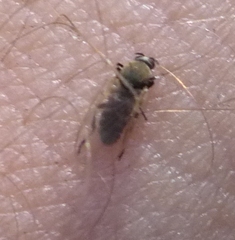 Muscidae