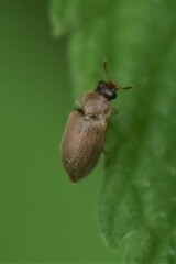 Byturus unicolor