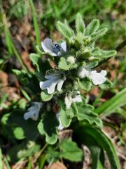 Ajuga ophrydis