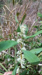 Hakea florulenta