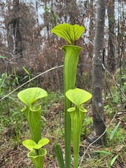 Sarracenia flava