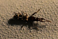 Arrhenodes minutus
