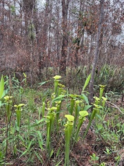 Sarracenia flava