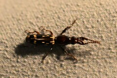 Arrhenodes minutus