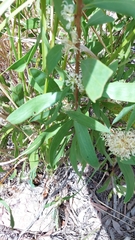 Hakea florulenta