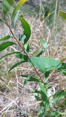 Hakea florulenta